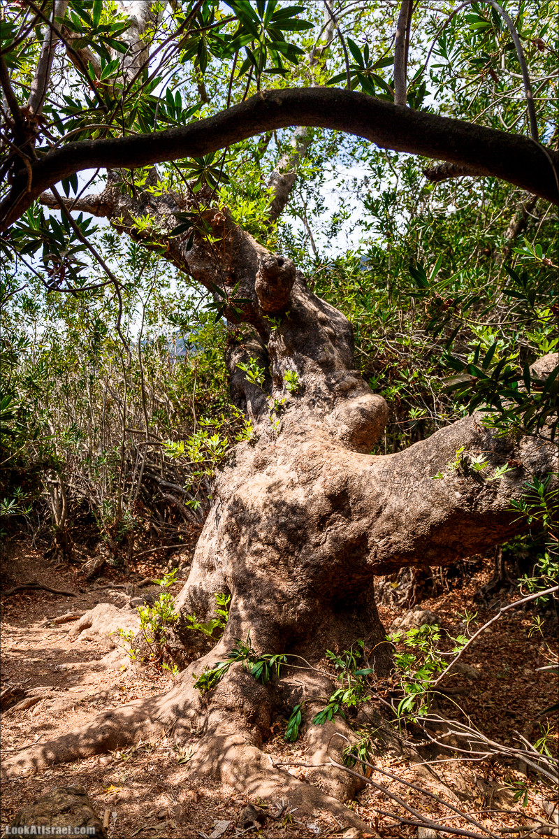 Нахаль Бецет и нахаль Верах | LookAtIsrael.com - Фото путешествия по Израилю