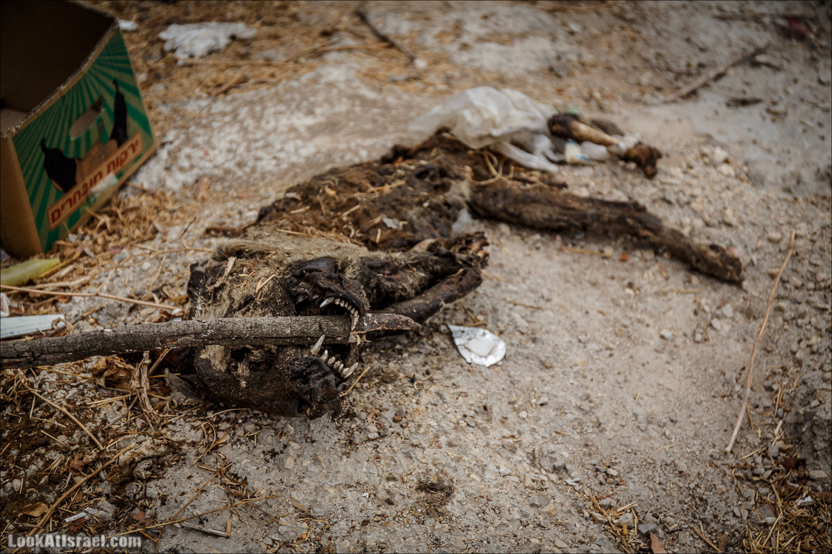 Мало посещаемые тропы горы Мерон | LookAtIsrael.com - Фото путешествия по Израилю