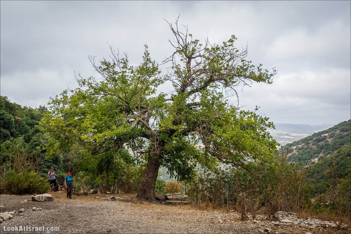 Мало посещаемые тропы горы Мерон | LookAtIsrael.com - Фото путешествия по Израилю
