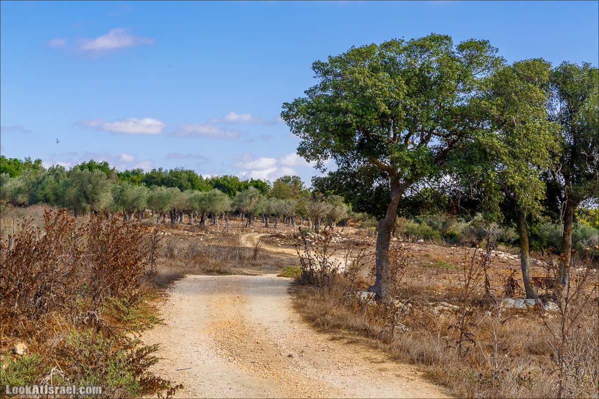 Необычная геология верхней Галилеи | LookAtIsrael.com - Фото путешествия по Израилю