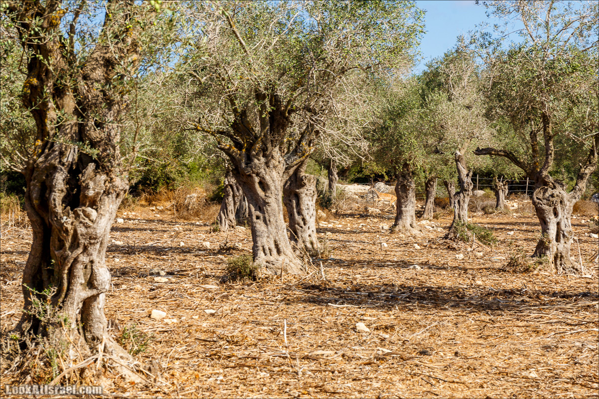 Необычная геология верхней Галилеи | LookAtIsrael.com - Фото путешествия по Израилю
