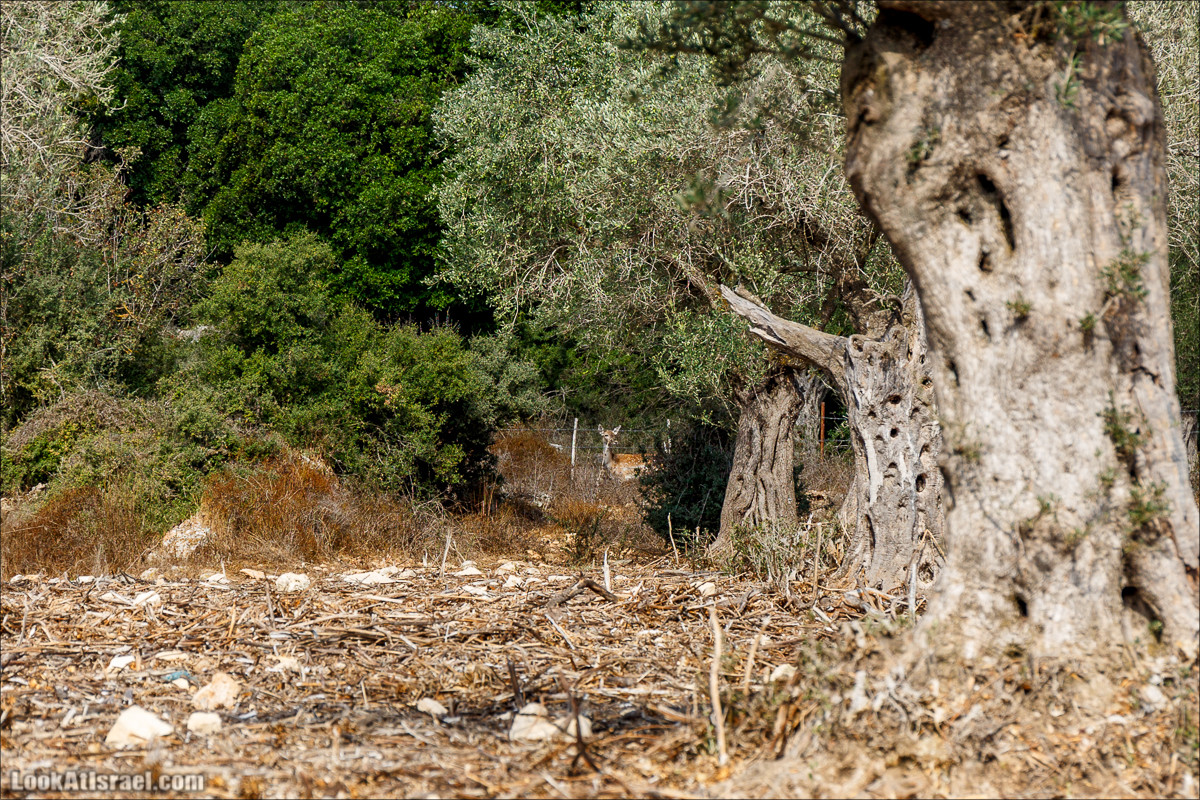 Необычная геология верхней Галилеи | LookAtIsrael.com - Фото путешествия по Израилю