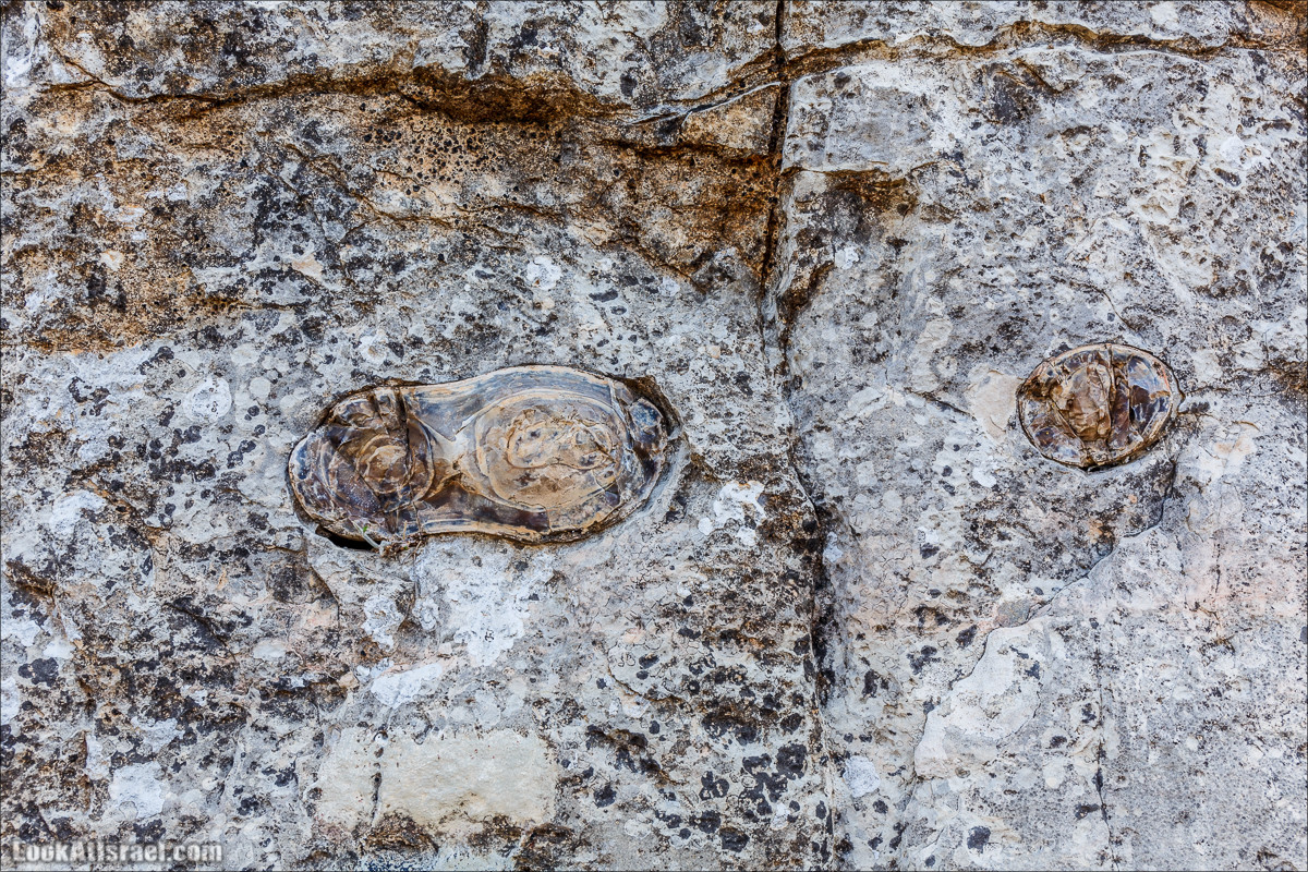 Необычная геология верхней Галилеи | LookAtIsrael.com - Фото путешествия по Израилю