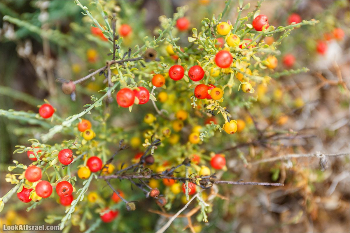 Необычная геология верхней Галилеи | LookAtIsrael.com - Фото путешествия по Израилю