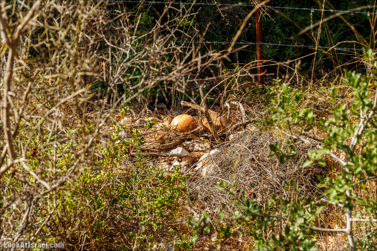 Необычная геология верхней Галилеи | LookAtIsrael.com - Фото путешествия по Израилю