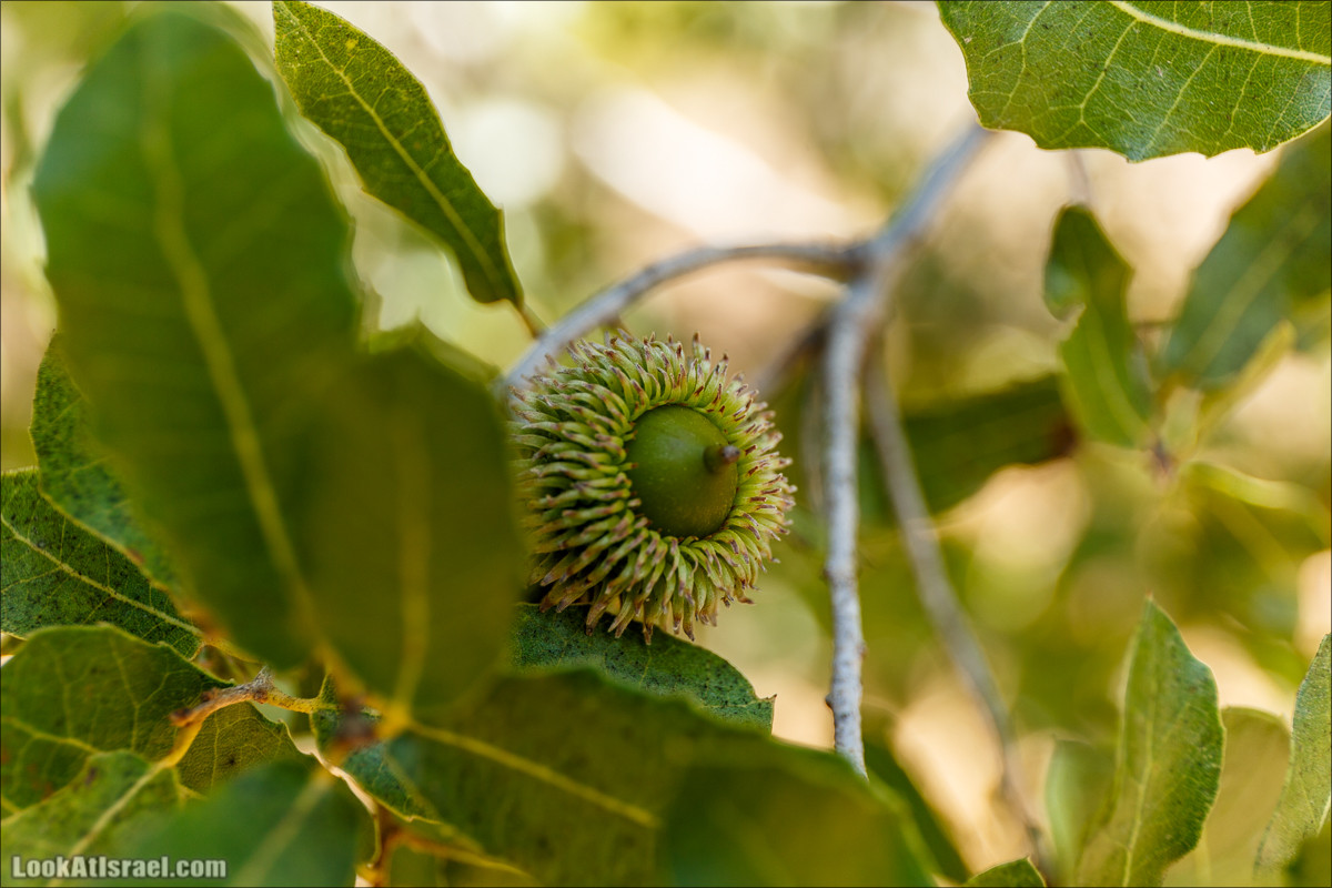 Необычная геология верхней Галилеи | LookAtIsrael.com - Фото путешествия по Израилю