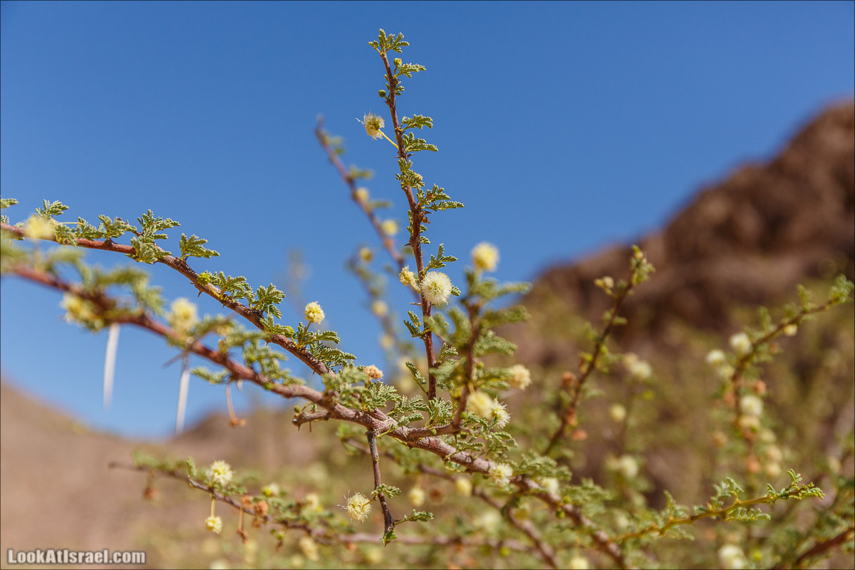 Затерянное ущелье и Нахаль Родед | LookAtIsrael.com - Фото путешествия по Израилю