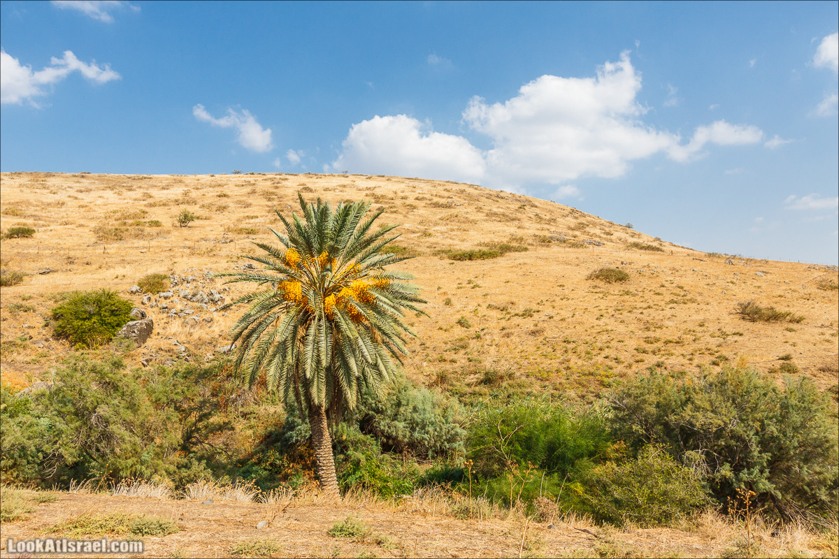 От Гильбоа к крепости Бельвуар по бездорожью | LookAtIsrael.com - Фото путешествия по Израилю