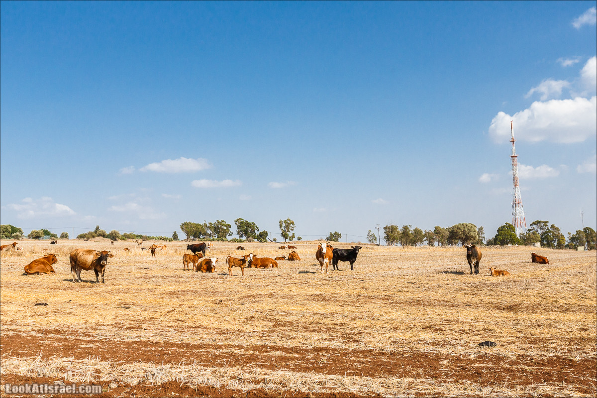 От Гильбоа к крепости Бельвуар по бездорожью | LookAtIsrael.com - Фото путешествия по Израилю