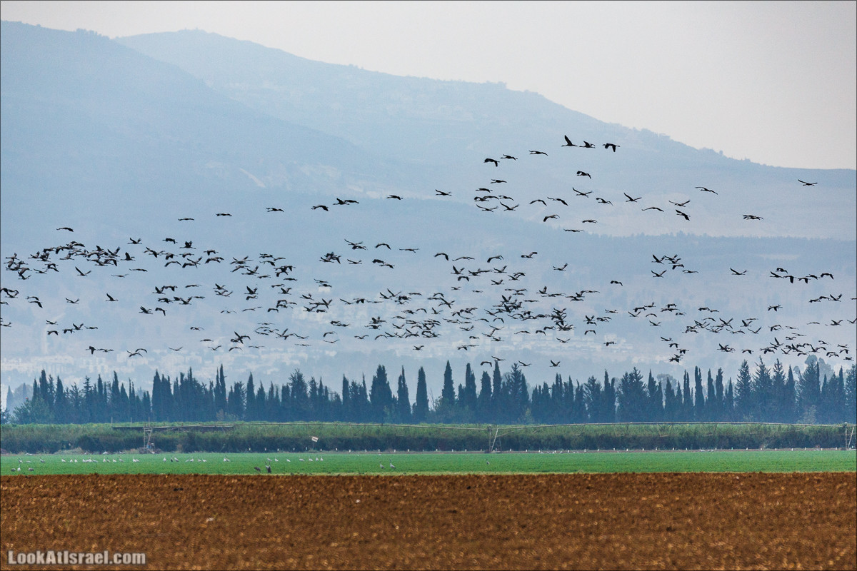Курлыкай с нами, курлыкай как мы, курлыкай лучше нас
