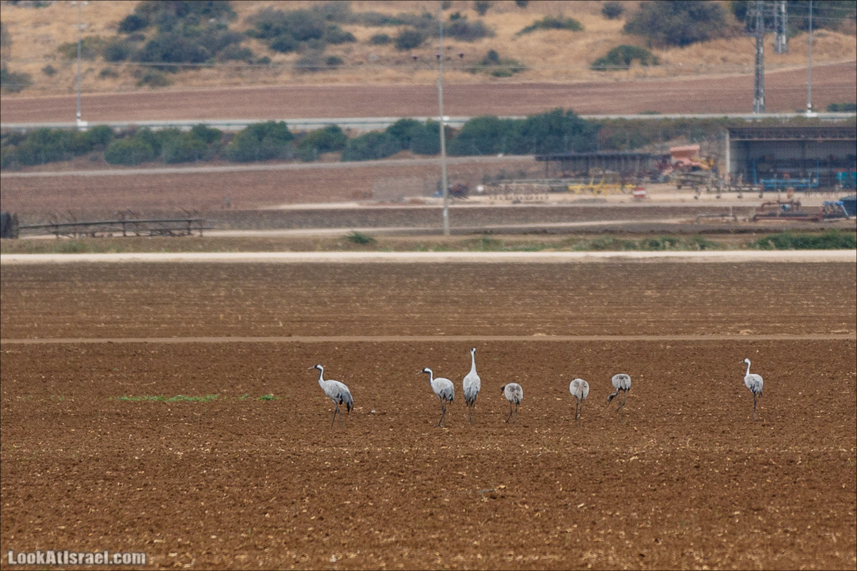Миграции птиц в долине Хула | LookAtIsrael.com - Фото путешествия по Израилю