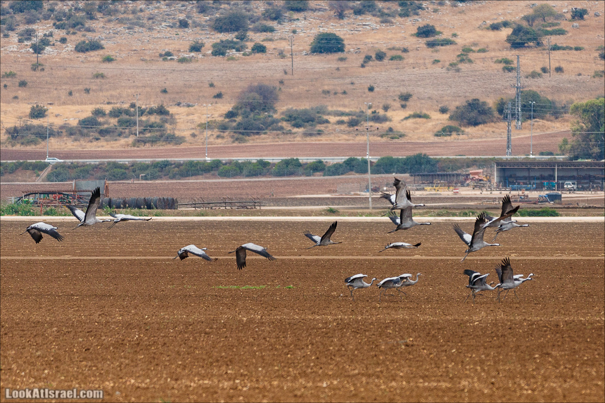 Миграции птиц в долине Хула | LookAtIsrael.com - Фото путешествия по Израилю