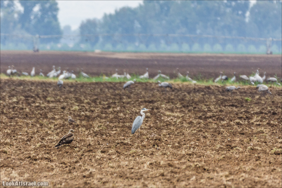 Миграции птиц в долине Хула | LookAtIsrael.com - Фото путешествия по Израилю