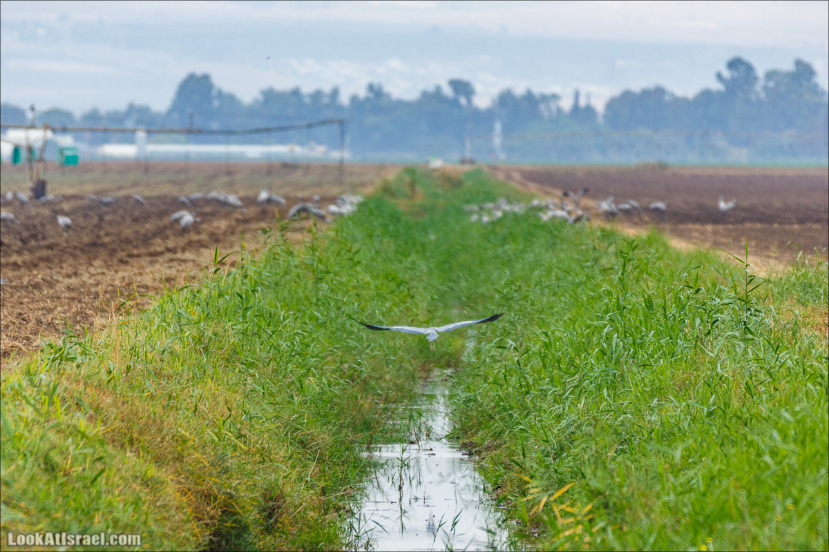 Миграции птиц в долине Хула | LookAtIsrael.com - Фото путешествия по Израилю