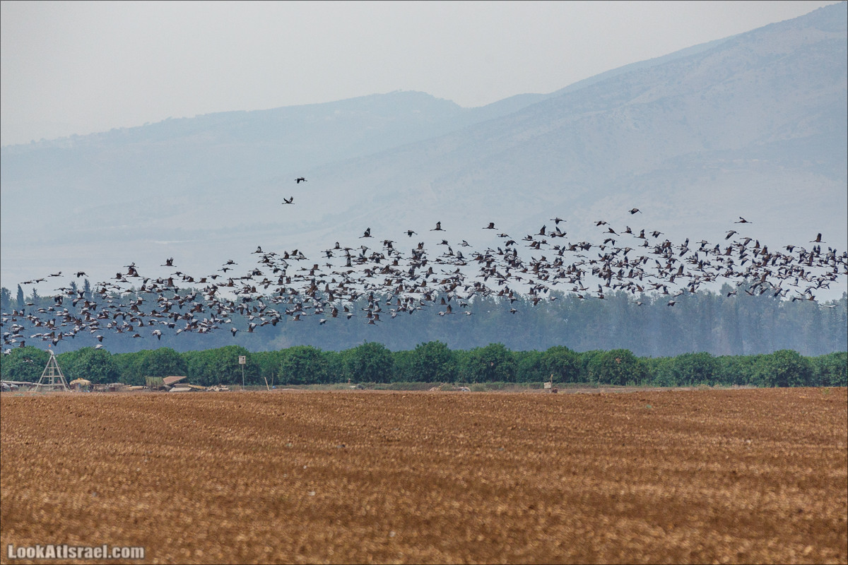 Миграции птиц в долине Хула | LookAtIsrael.com - Фото путешествия по Израилю