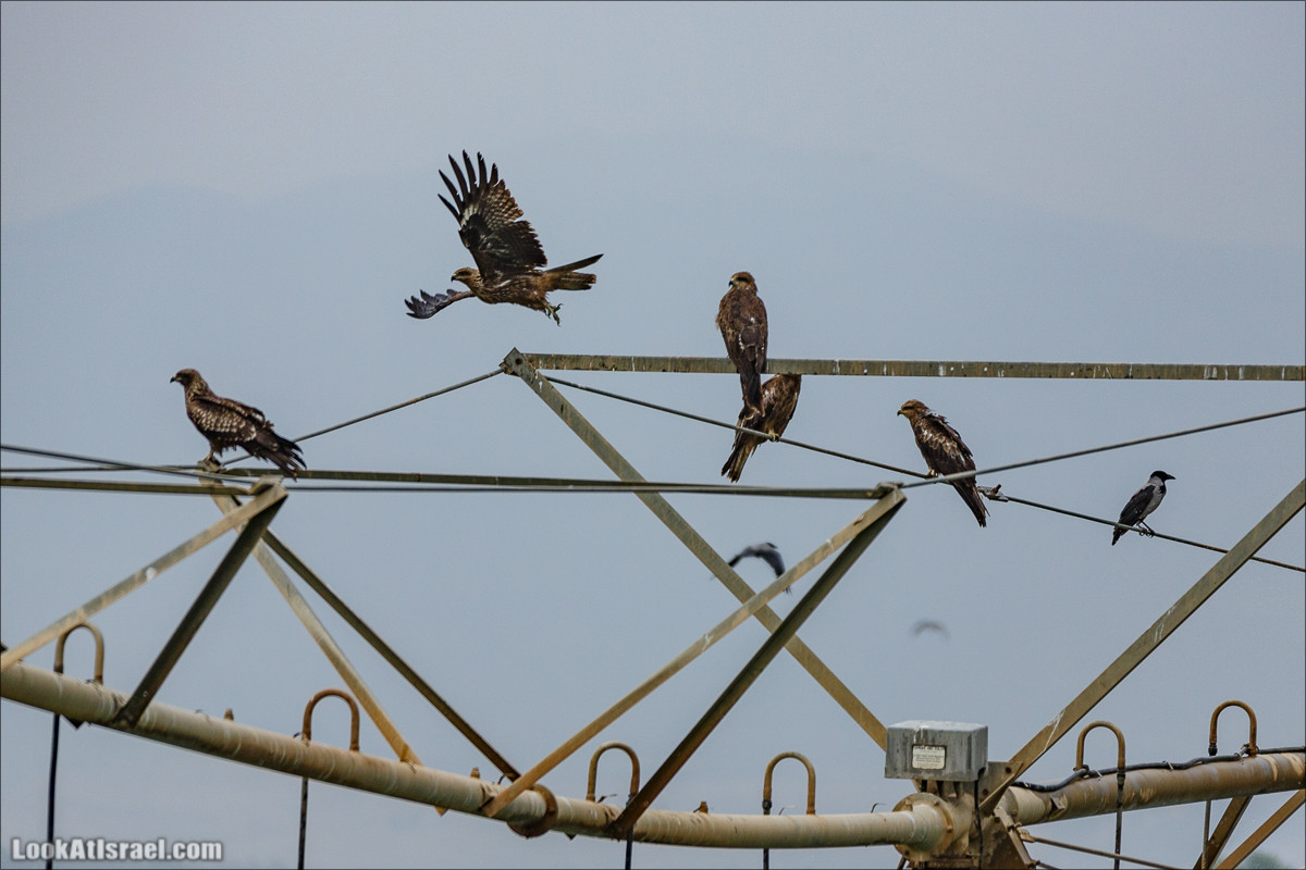 Миграции птиц в долине Хула | LookAtIsrael.com - Фото путешествия по Израилю