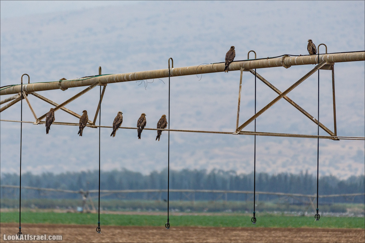 Миграции птиц в долине Хула | LookAtIsrael.com - Фото путешествия по Израилю