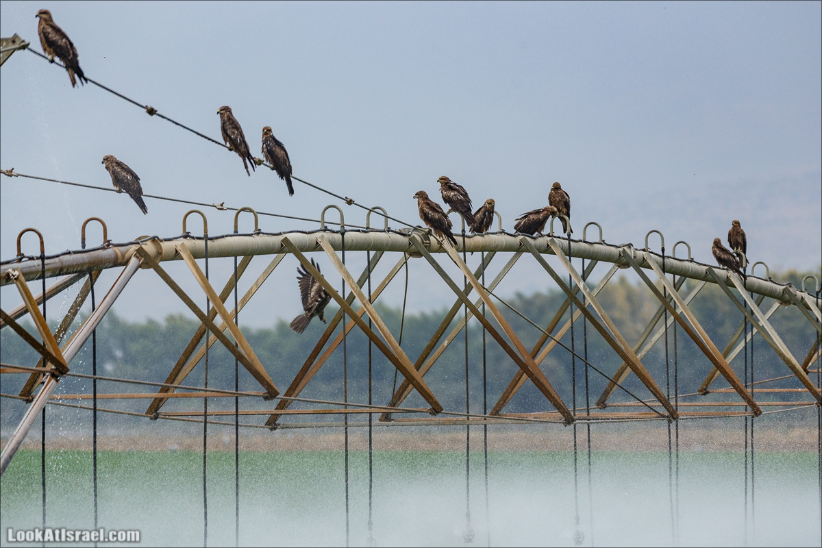 Миграции птиц в долине Хула | LookAtIsrael.com - Фото путешествия по Израилю