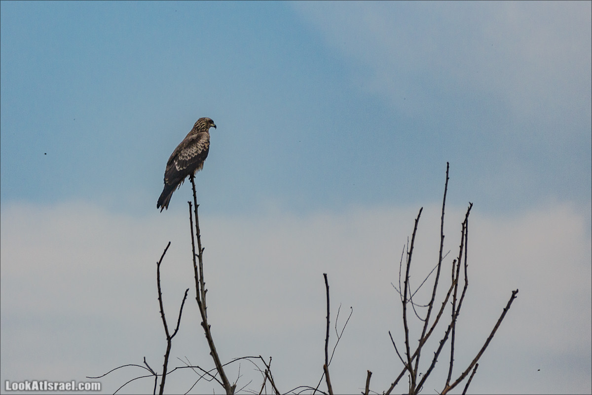 Миграции птиц в долине Хула | LookAtIsrael.com - Фото путешествия по Израилю