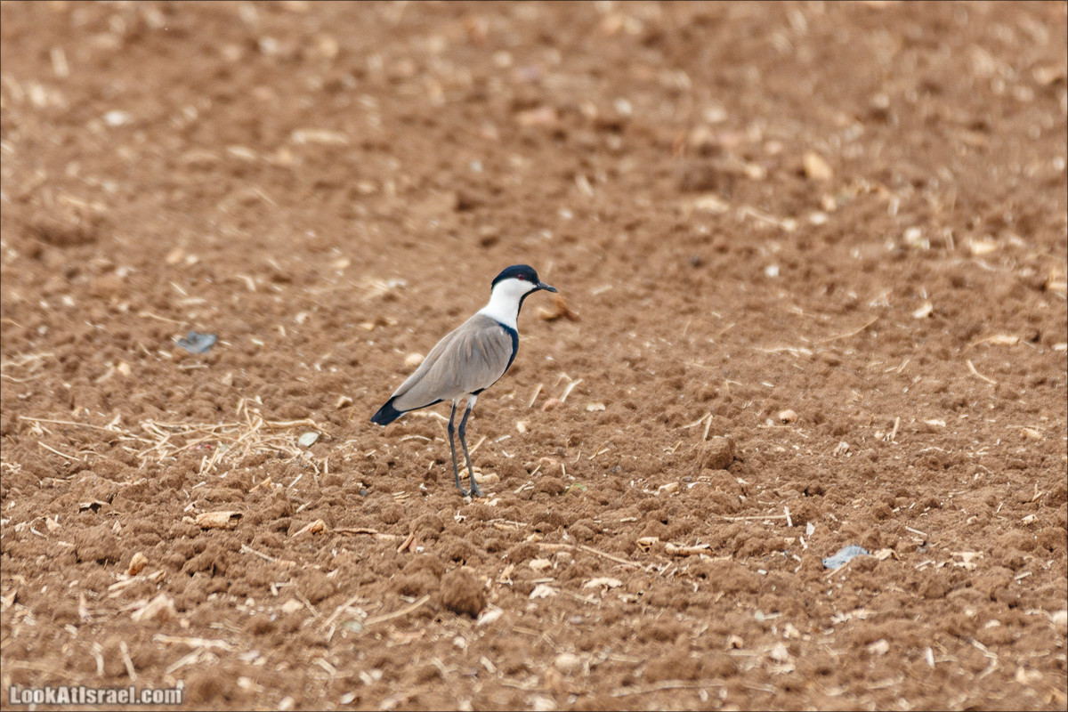 Миграции птиц в долине Хула | LookAtIsrael.com - Фото путешествия по Израилю