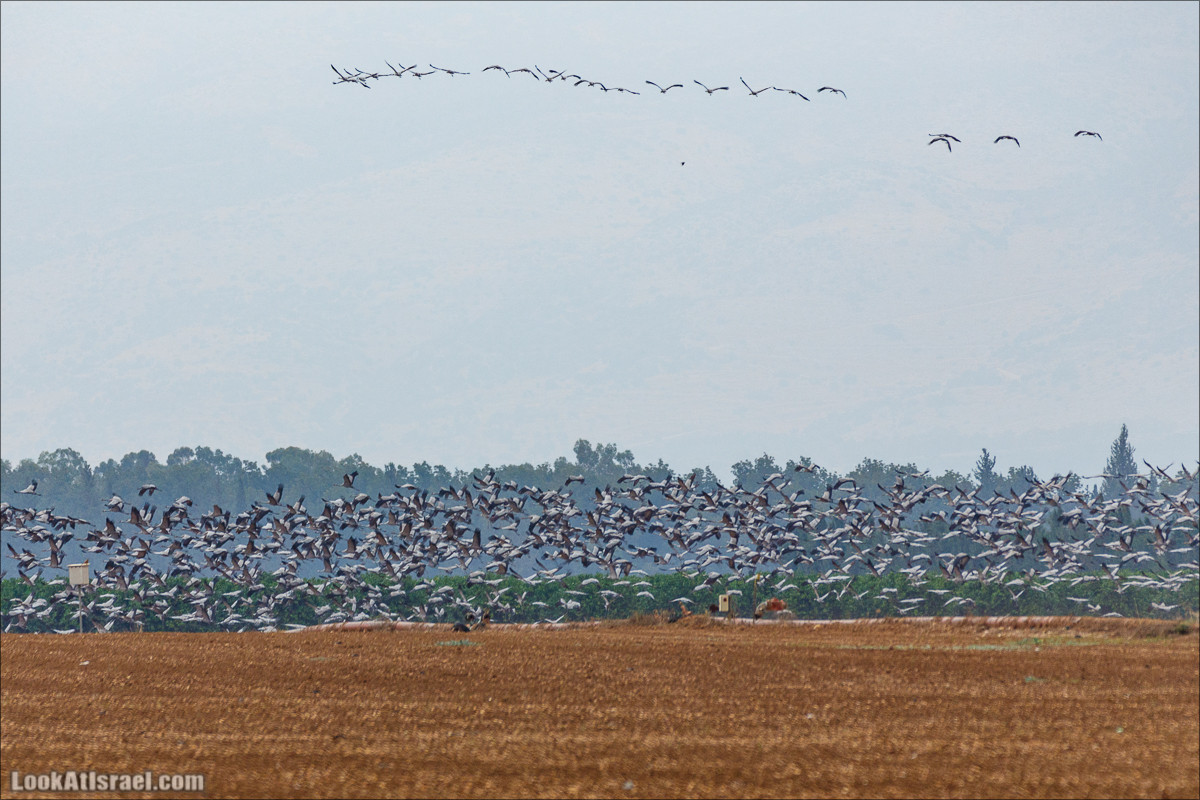 Миграции птиц в долине Хула | LookAtIsrael.com - Фото путешествия по Израилю