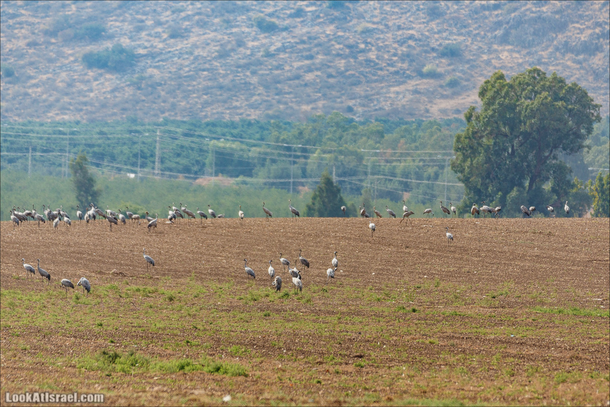 Миграции птиц в долине Хула | LookAtIsrael.com - Фото путешествия по Израилю