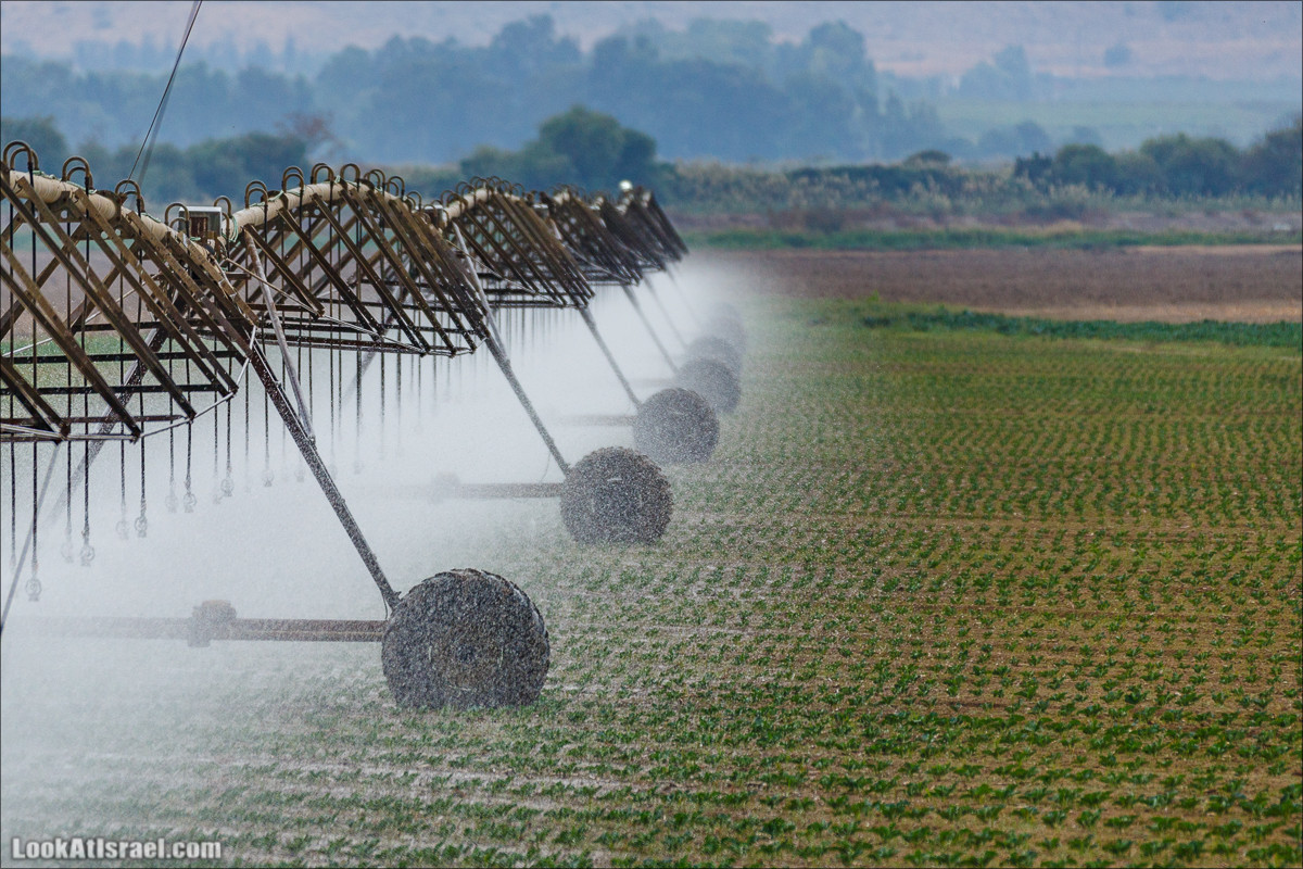 Миграции птиц в долине Хула | LookAtIsrael.com - Фото путешествия по Израилю