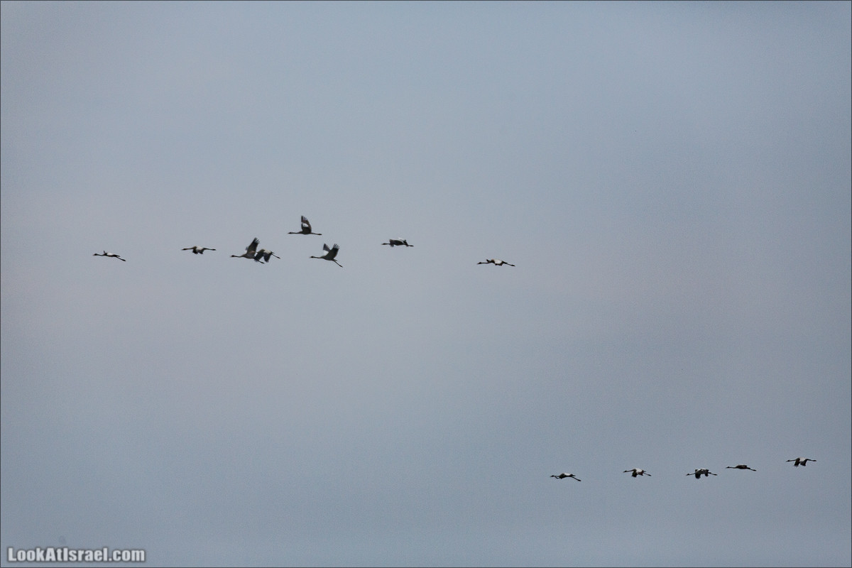 Миграции птиц в долине Хула | LookAtIsrael.com - Фото путешествия по Израилю