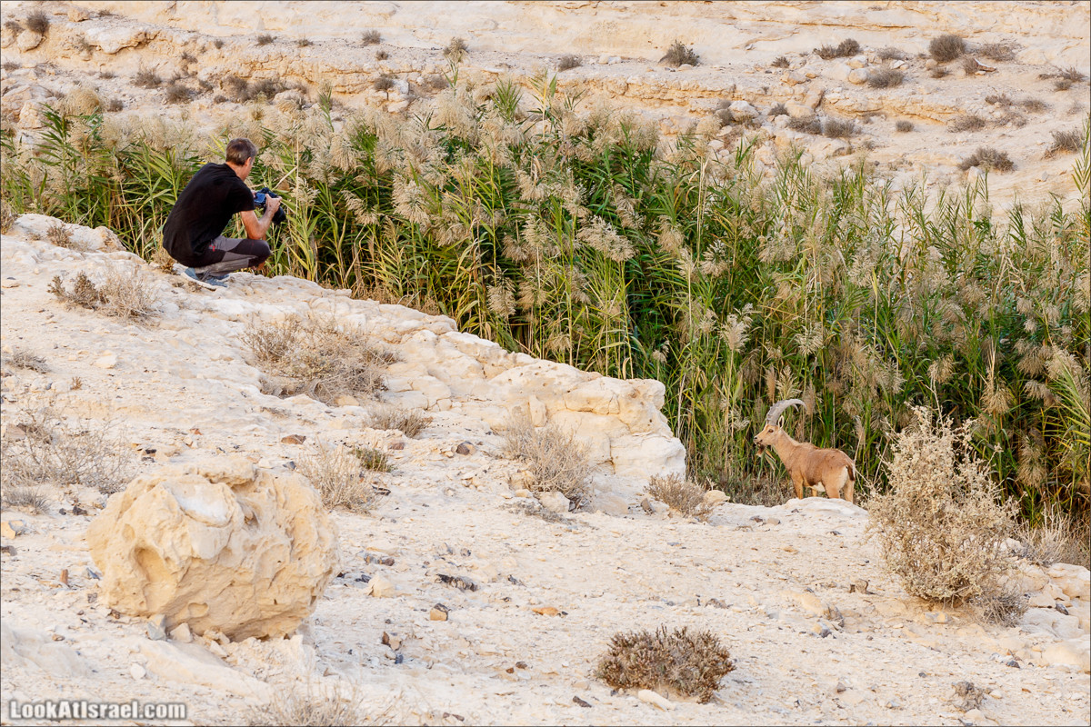 Трещины в пустыне, Сдаким, Нахаль Хава, Эйн Акев, Шавив | מעוק סדקים נחל חווה עין שביב עין עקב | LookAtIsrael.com - Фото путешествия по Израилю