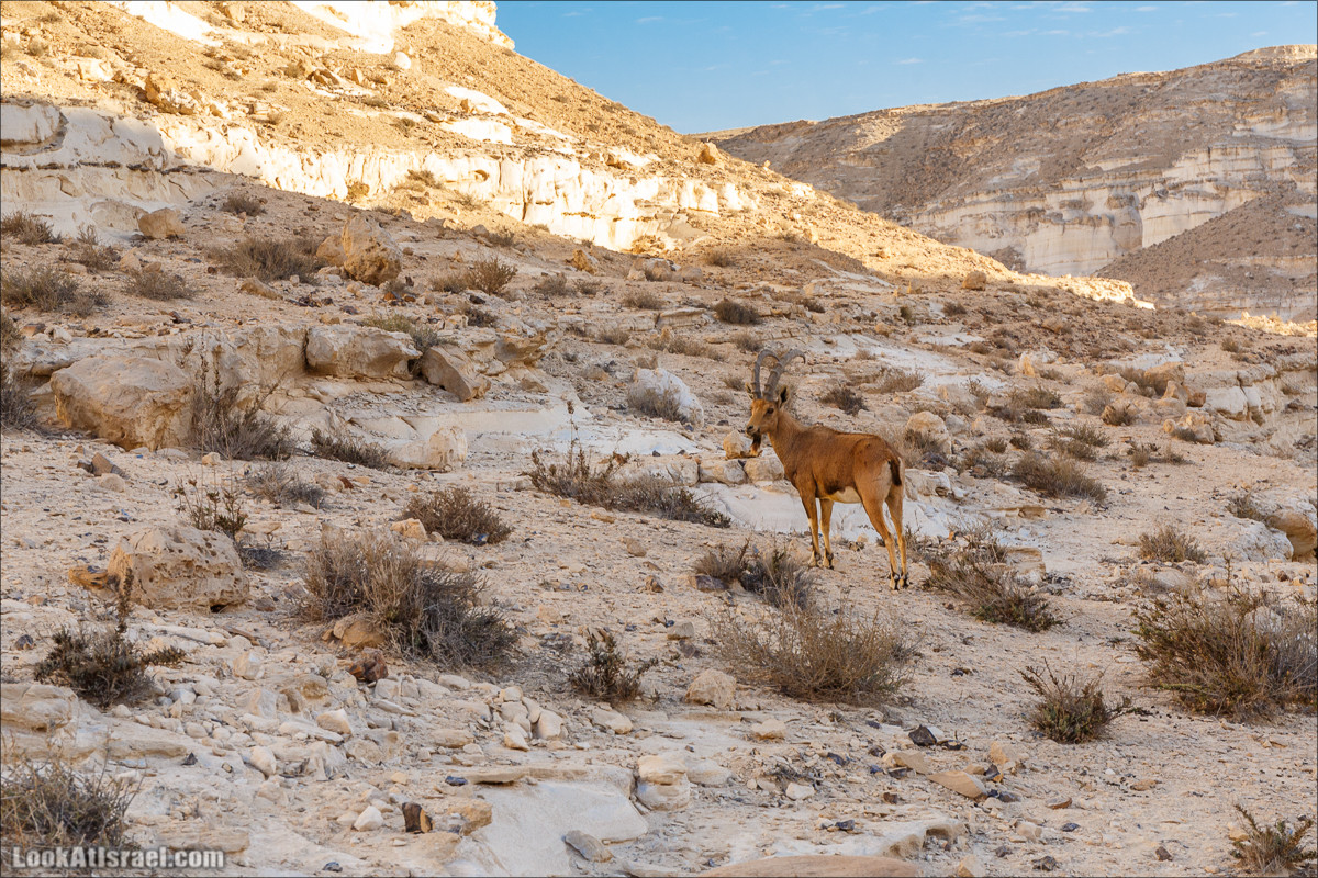 Трещины в пустыне, Сдаким, Нахаль Хава, Эйн Акев, Шавив | מעוק סדקים נחל חווה עין שביב עין עקב | LookAtIsrael.com - Фото путешествия по Израилю
