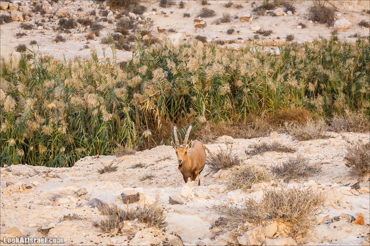 Трещины в пустыне, Сдаким, Нахаль Хава, Эйн Акев, Шавив | מעוק סדקים נחל חווה עין שביב עין עקב | LookAtIsrael.com - Фото путешествия по Израилю