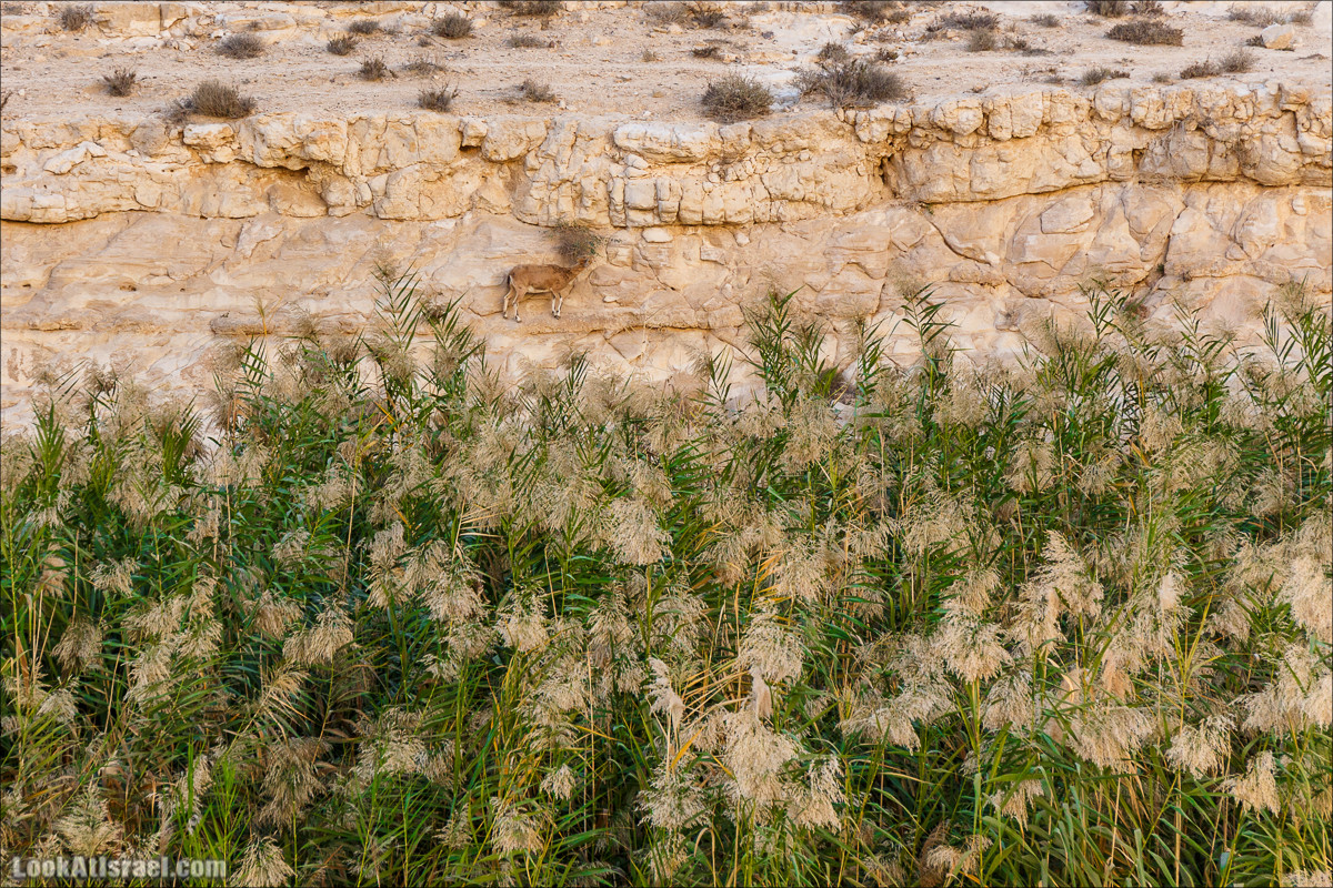 Трещины в пустыне, Сдаким, Нахаль Хава, Эйн Акев, Шавив | מעוק סדקים נחל חווה עין שביב עין עקב | LookAtIsrael.com - Фото путешествия по Израилю