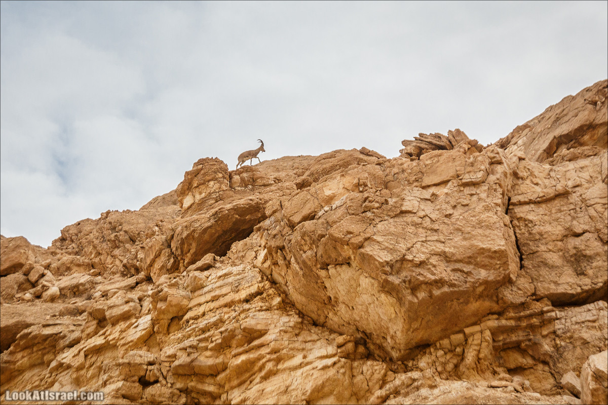 Трещины в пустыне, Сдаким, Нахаль Хава, Эйн Акев, Шавив | מעוק סדקים נחל חווה עין שביב עין עקב | LookAtIsrael.com - Фото путешествия по Израилю