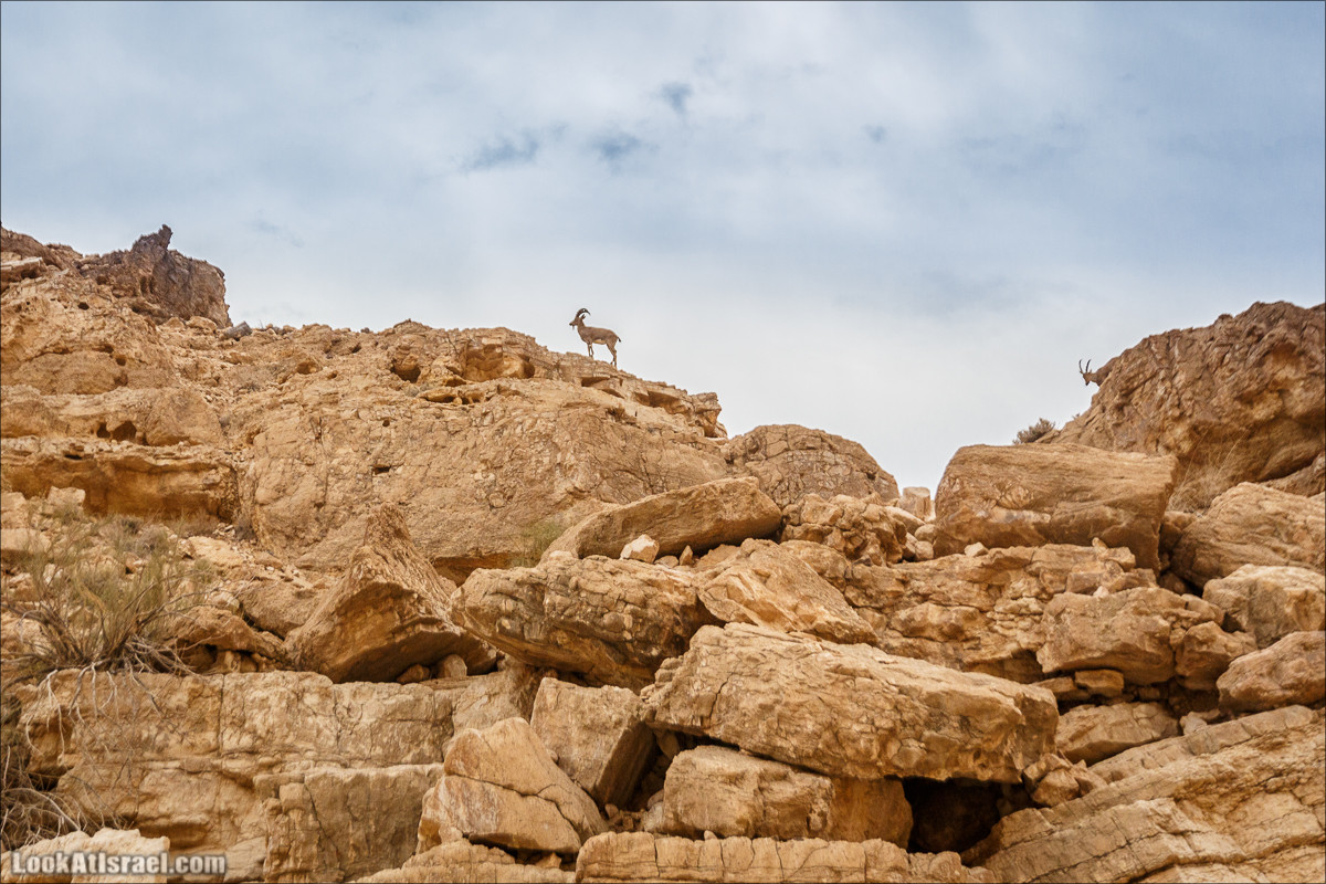 Трещины в пустыне, Сдаким, Нахаль Хава, Эйн Акев, Шавив | מעוק סדקים נחל חווה עין שביב עין עקב | LookAtIsrael.com - Фото путешествия по Израилю