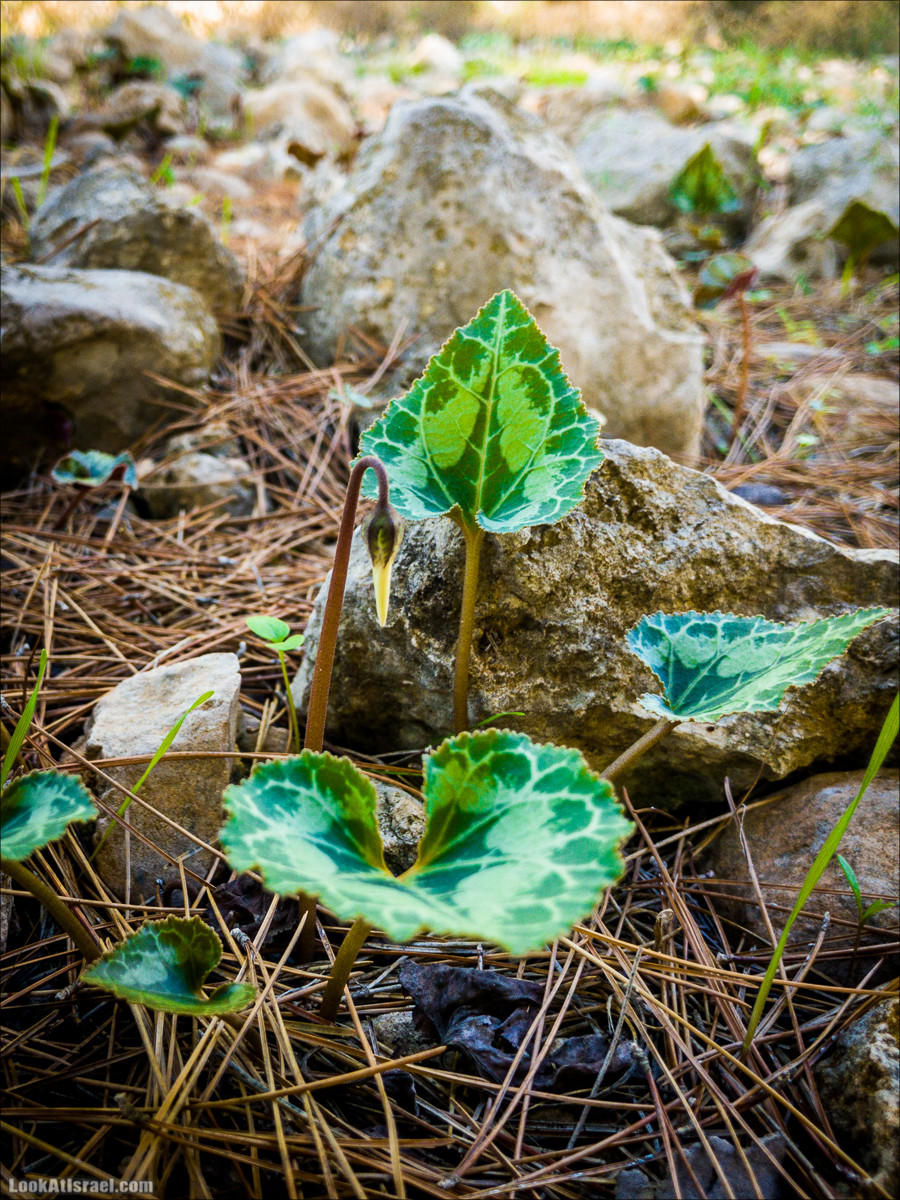 Внедорожное путешествие к Тель Цафит и окрестностям Шфелы | LookAtIsrael.com - Фото путешествия по Израилю