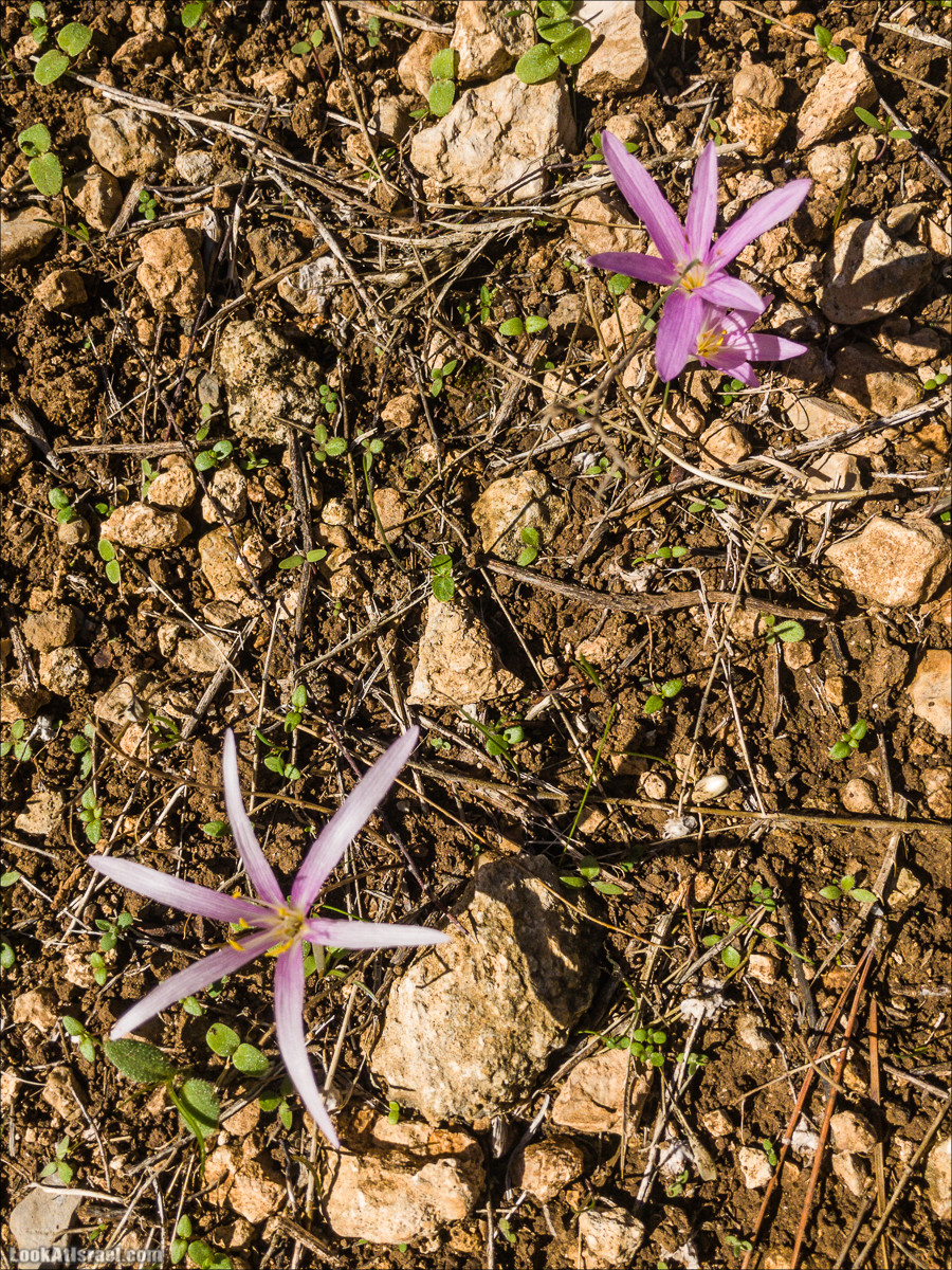 Внедорожное путешествие к Тель Цафит и окрестностям Шфелы | LookAtIsrael.com - Фото путешествия по Израилю