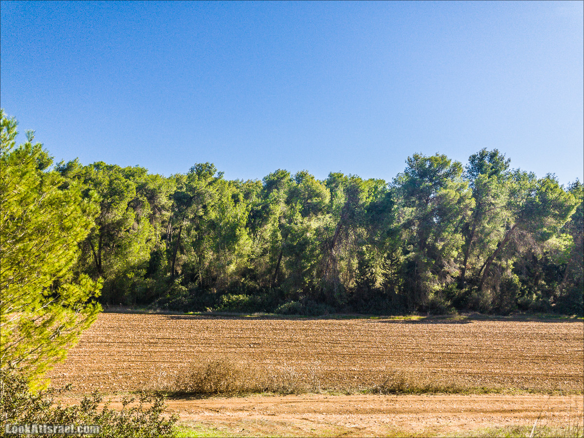 Внедорожное путешествие к Тель Цафит и окрестностям Шфелы | LookAtIsrael.com - Фото путешествия по Израилю