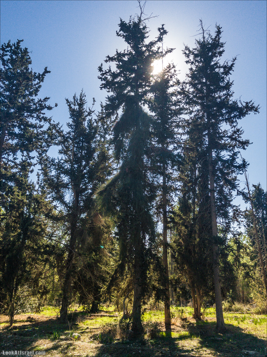 Внедорожное путешествие к Тель Цафит и окрестностям Шфелы | LookAtIsrael.com - Фото путешествия по Израилю
