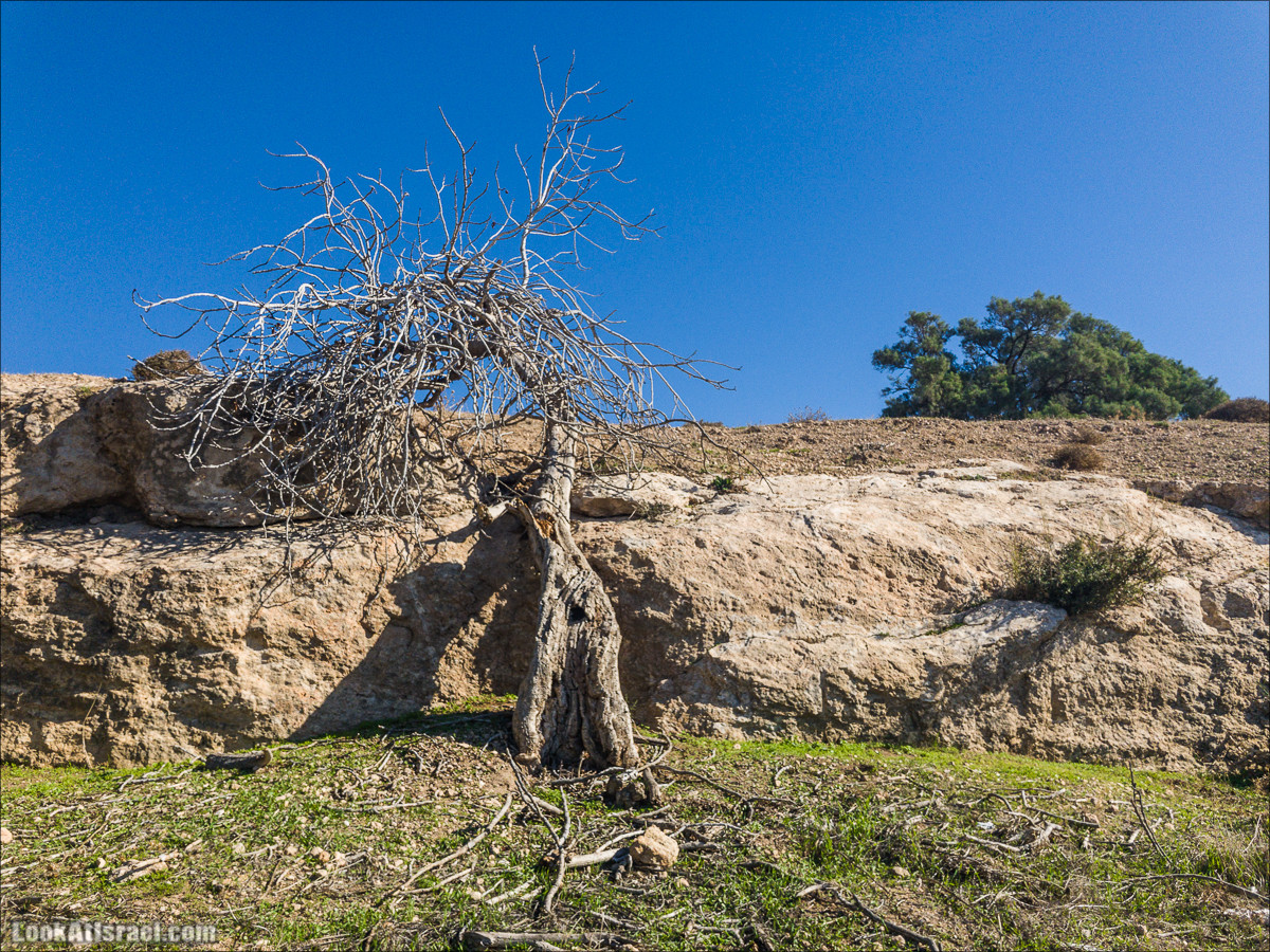 Внедорожное путешествие к Тель Цафит и окрестностям Шфелы | LookAtIsrael.com - Фото путешествия по Израилю