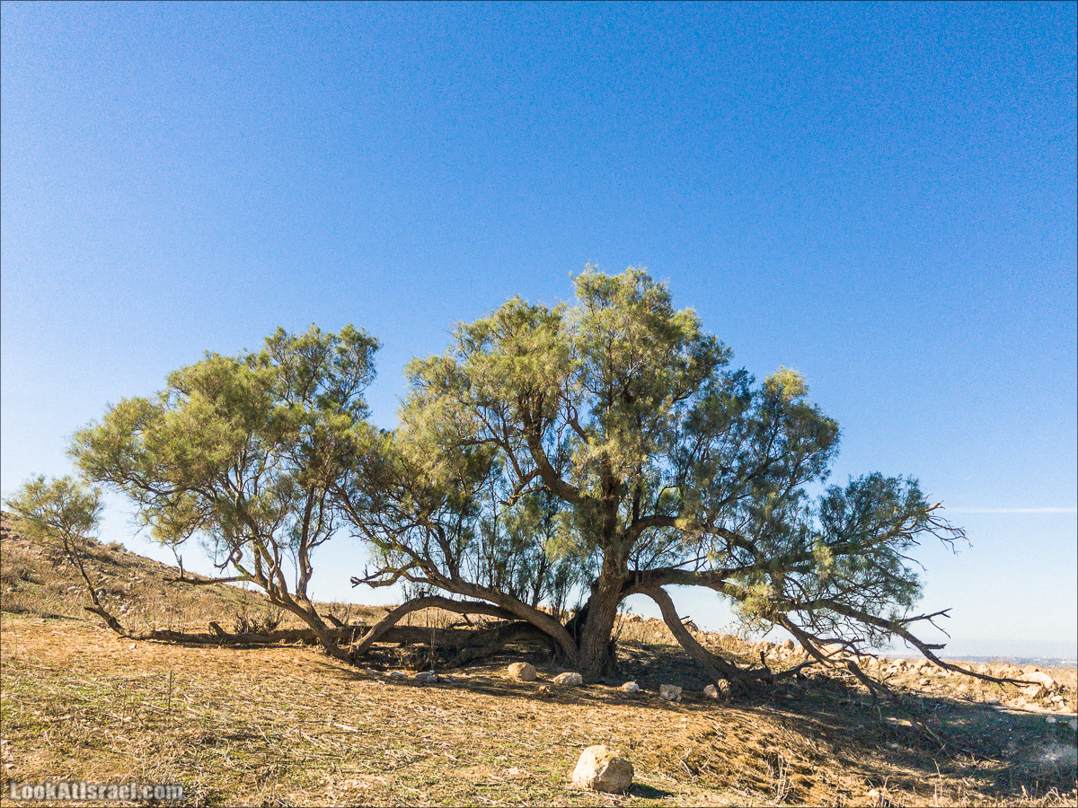 Внедорожное путешествие к Тель Цафит и окрестностям Шфелы | LookAtIsrael.com - Фото путешествия по Израилю