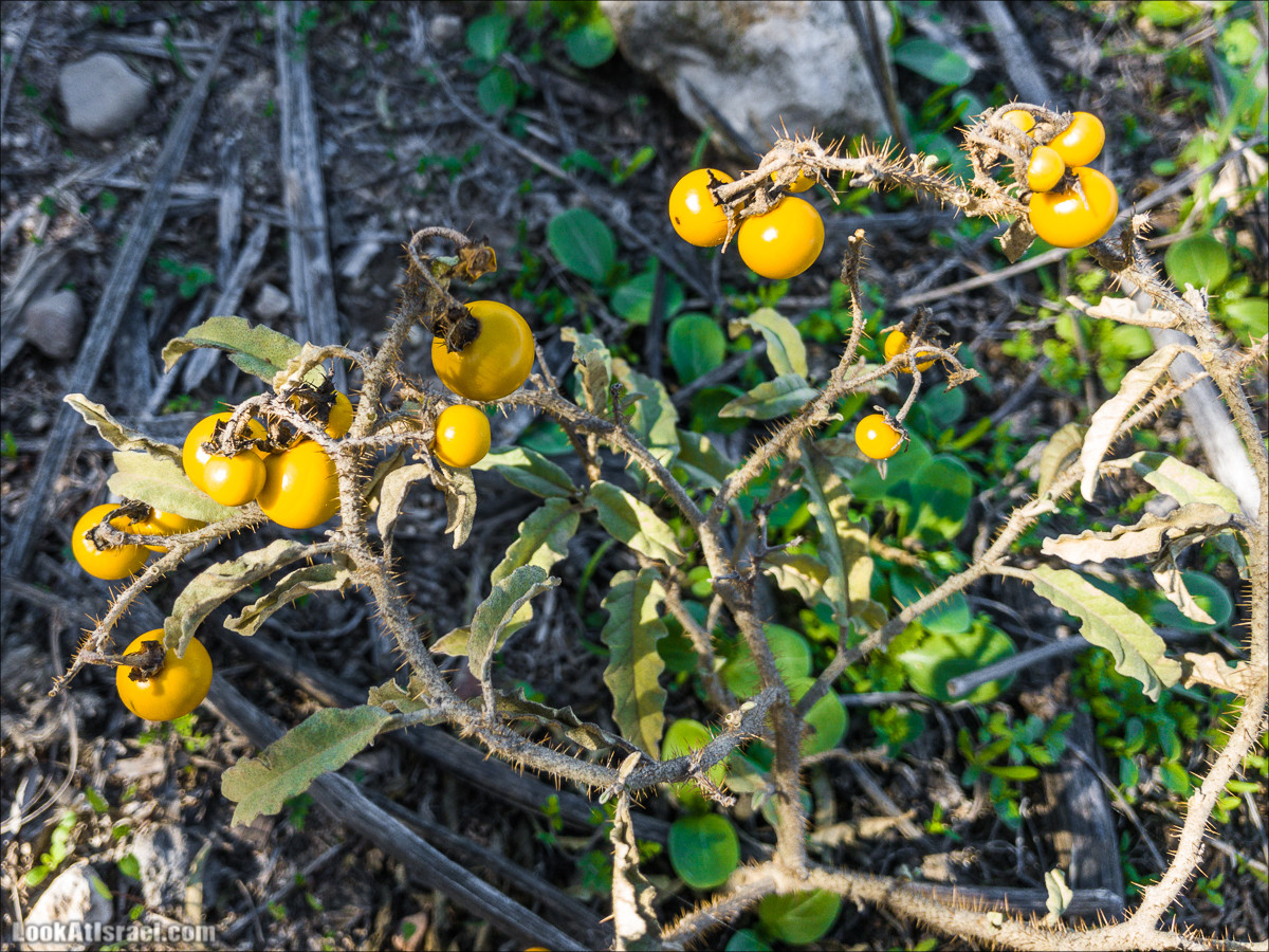 Внедорожное путешествие к Тель Цафит и окрестностям Шфелы | LookAtIsrael.com - Фото путешествия по Израилю