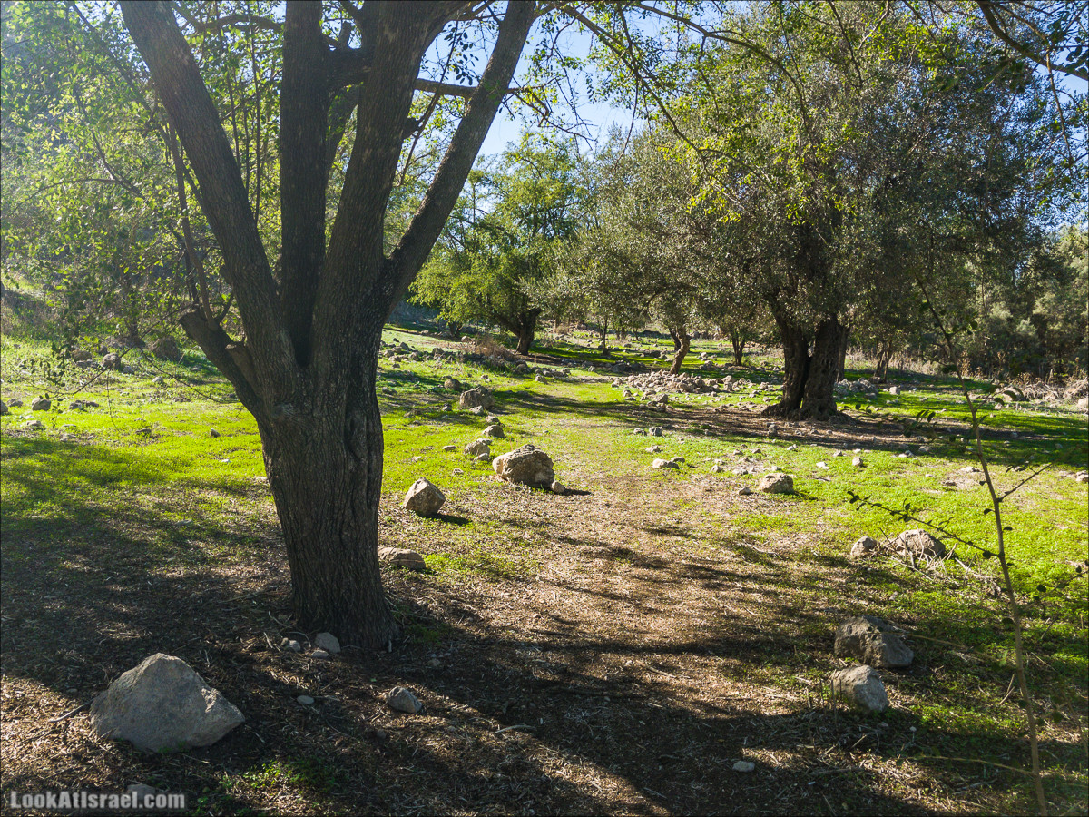 Внедорожное путешествие к Тель Цафит и окрестностям Шфелы | LookAtIsrael.com - Фото путешествия по Израилю