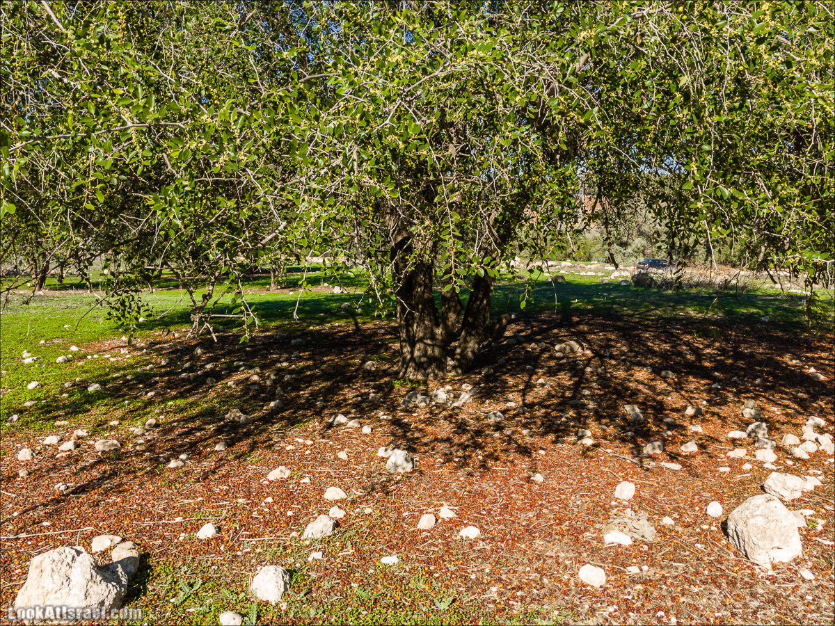 Внедорожное путешествие к Тель Цафит и окрестностям Шфелы | LookAtIsrael.com - Фото путешествия по Израилю