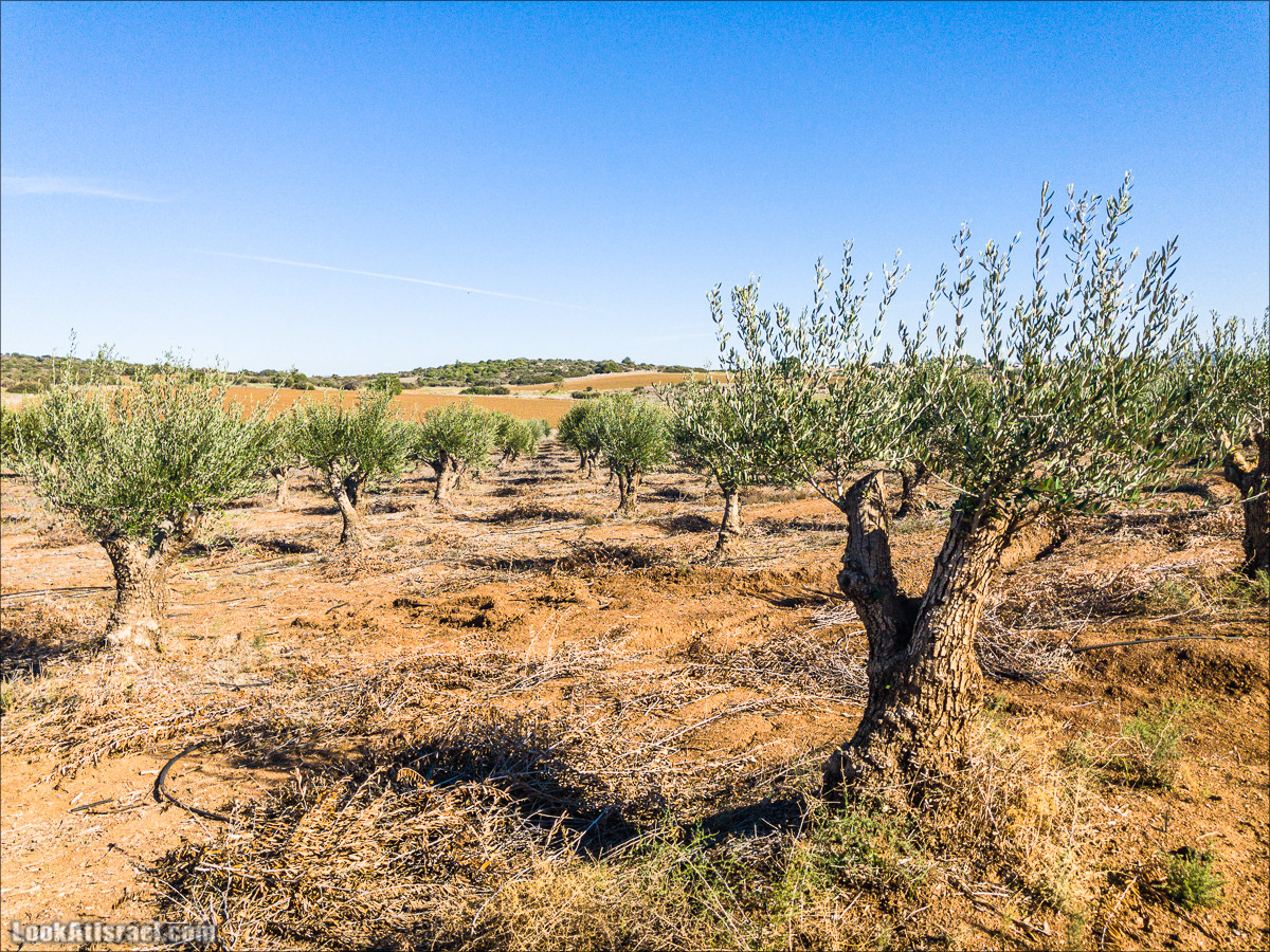 Внедорожное путешествие к Тель Цафит и окрестностям Шфелы | LookAtIsrael.com - Фото путешествия по Израилю