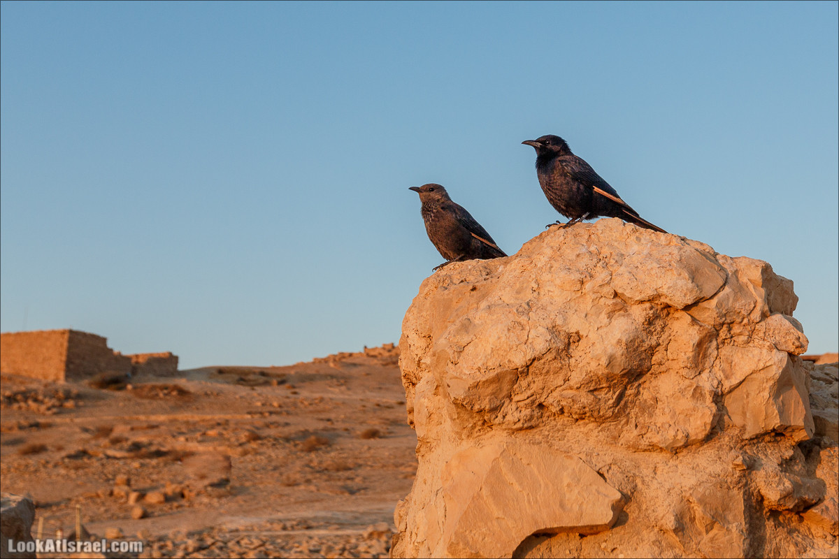 Подъём по змеиной тропе, рассвет над Массадой, гора Эльазар и прогулка по пустыне до Нахаль Рахаф | LookAtIsrael.com - Фото путешествия по Израилю