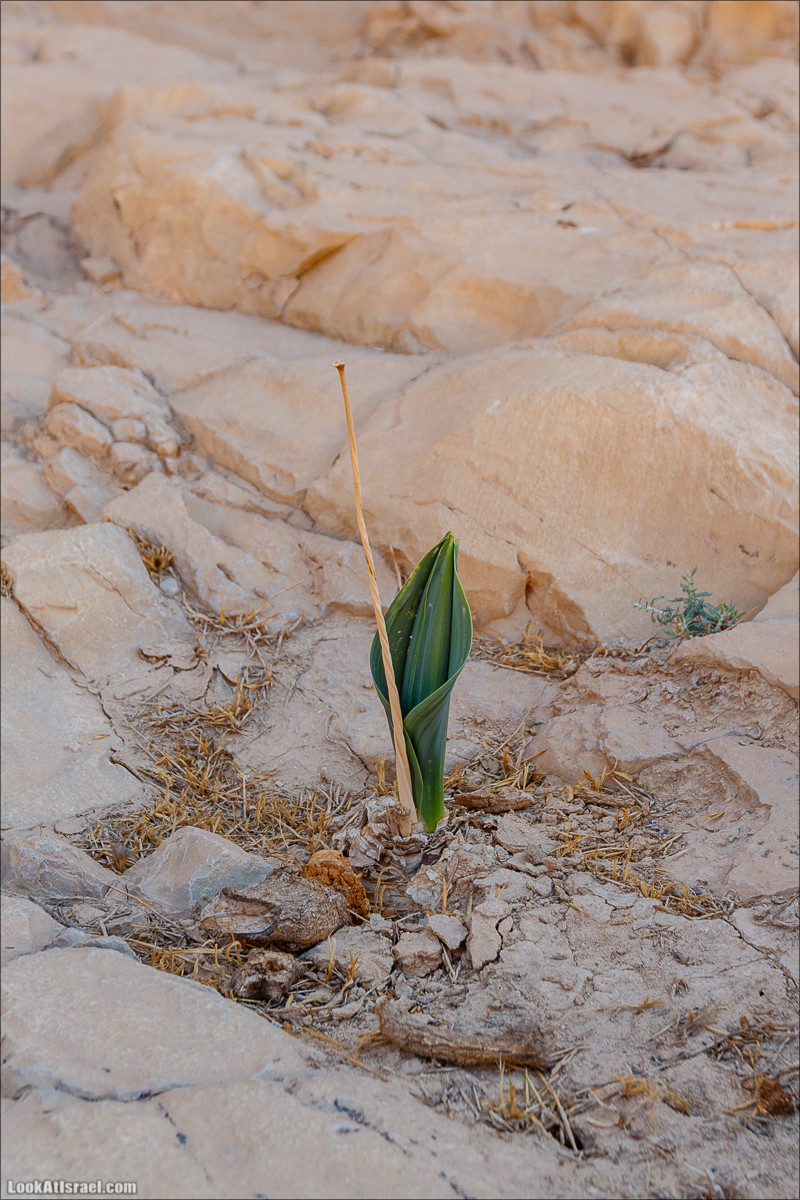 Подъём по змеиной тропе, рассвет над Массадой, гора Эльазар и прогулка по пустыне до Нахаль Рахаф | LookAtIsrael.com - Фото путешествия по Израилю