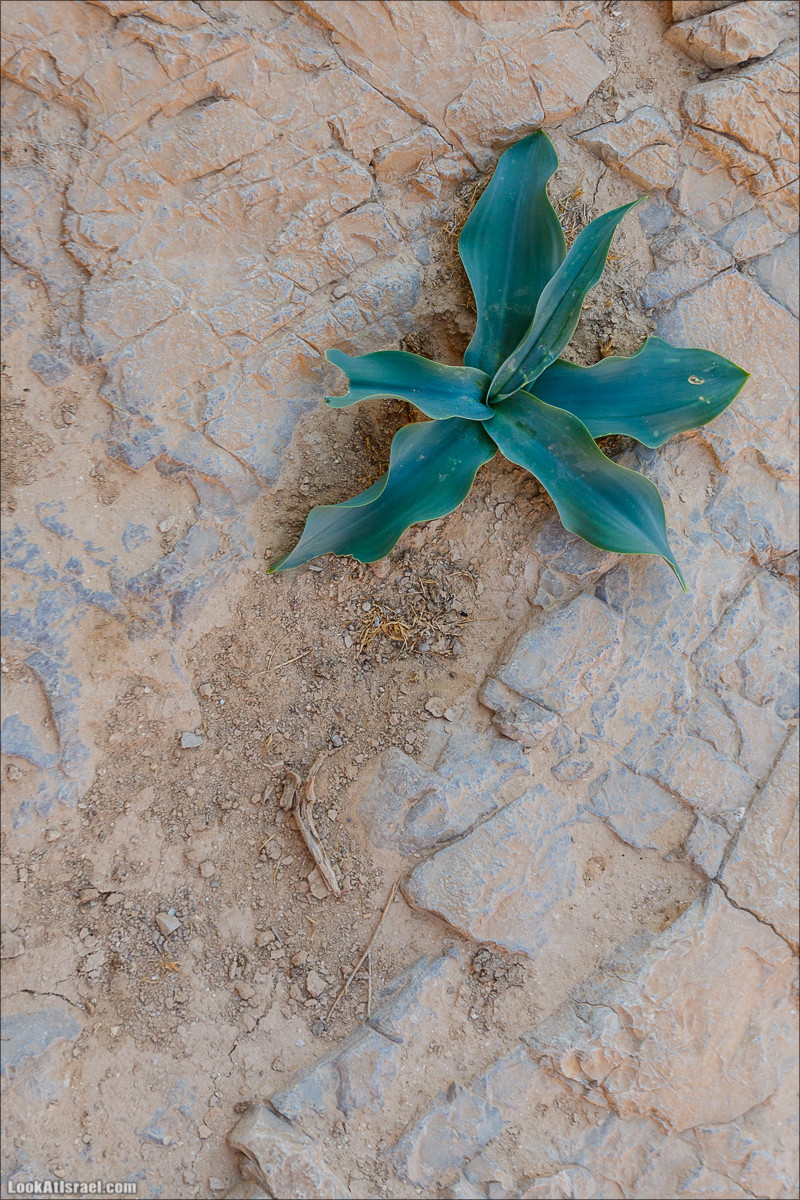 Подъём по змеиной тропе, рассвет над Массадой, гора Эльазар и прогулка по пустыне до Нахаль Рахаф | LookAtIsrael.com - Фото путешествия по Израилю