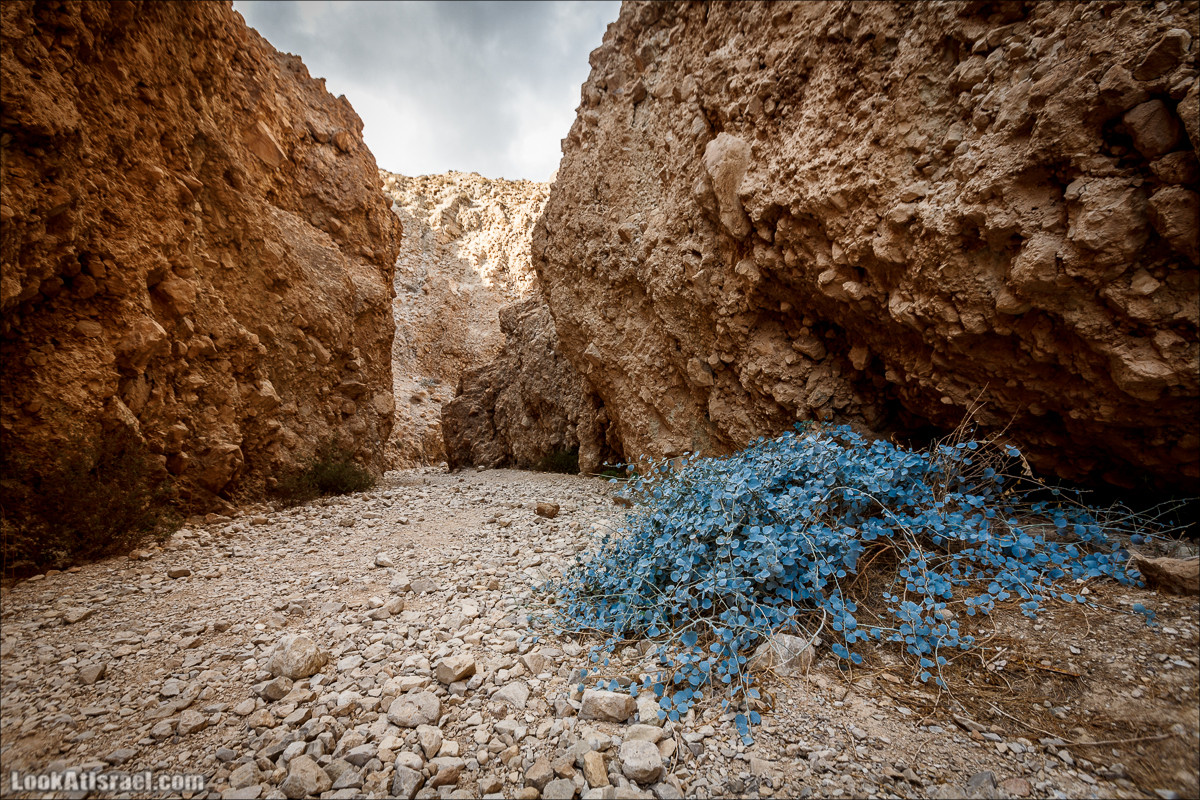 Ущелье Сальвадора | Wadi Salvadora | ואדי סלבדורה | LookAtIsrael.com - Фото путешествия по Израилю