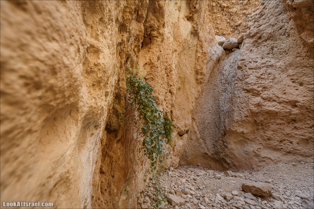 Ущелье Сальвадора | Wadi Salvadora | ואדי סלבדורה | LookAtIsrael.com - Фото путешествия по Израилю