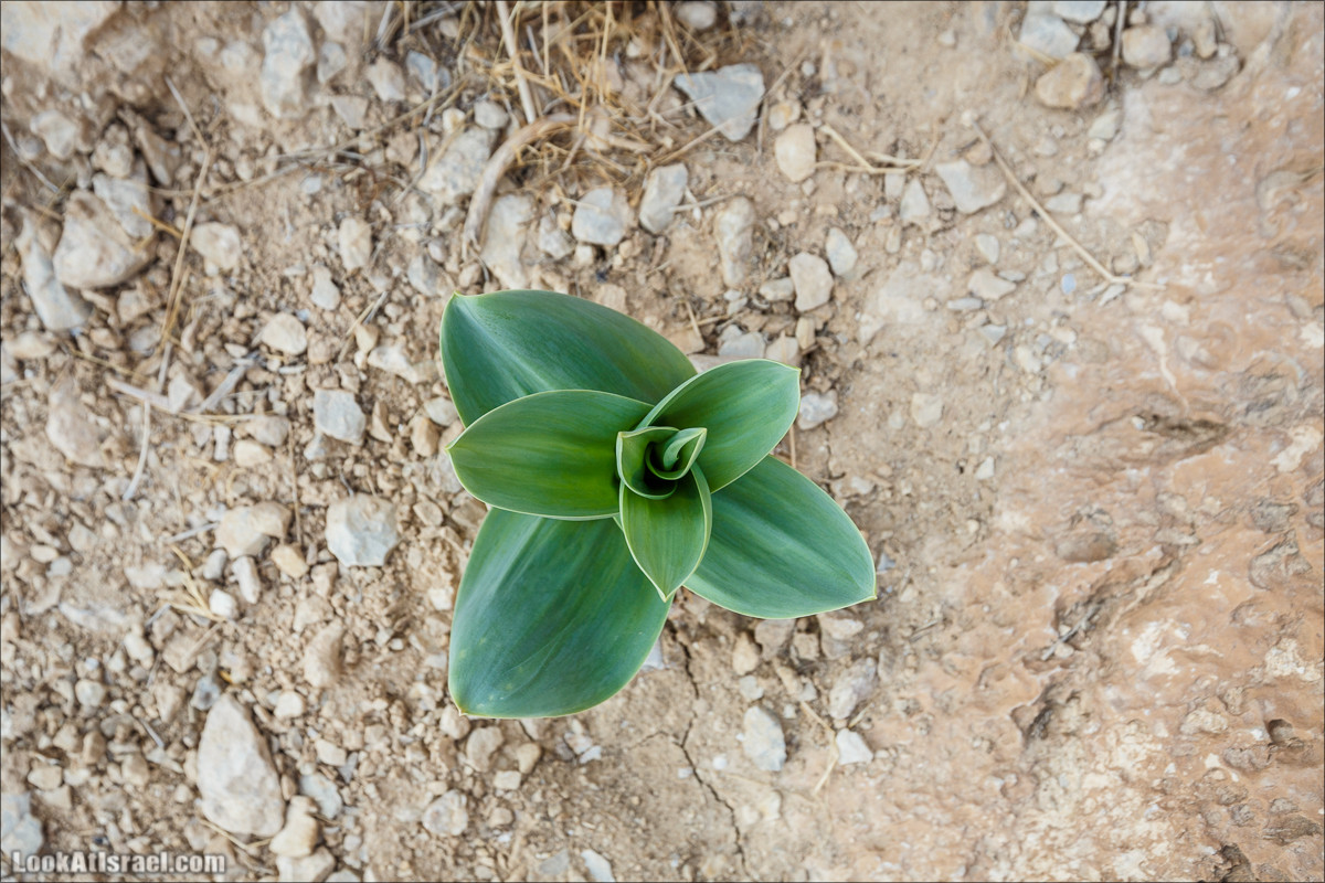Ущелье Сальвадора | Wadi Salvadora | ואדי סלבדורה | LookAtIsrael.com - Фото путешествия по Израилю